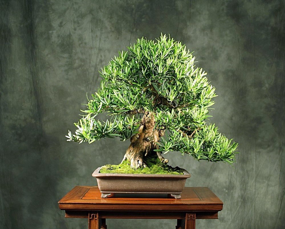 Stylized Buddhist Pine Tree Houseplant/Bonsai Podocarpus 4" Pot